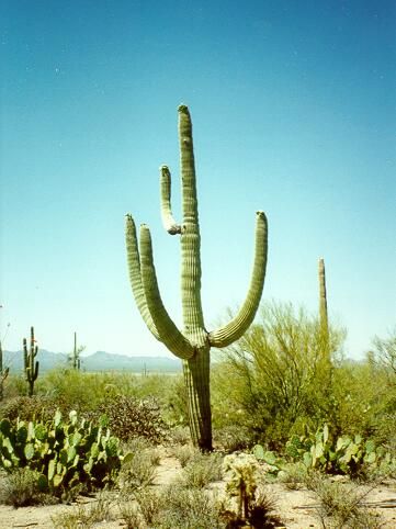 A venerable Saguaro specimen; most likely in it's 90s